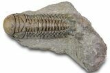 Detailed Crotalocephalina Trilobite - Atchana, Morocco #312817-2